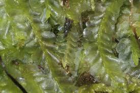 Attēlu rezultāti vaicājumam “Chiloscyphus pallescens”