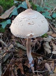 Attēlu rezultāti vaicājumam “Macrolepiota”