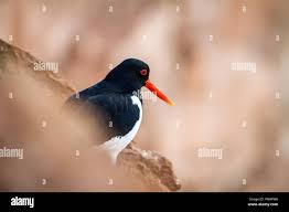 Attēlu rezultāti vaicājumam “Haematopus ostralegus”