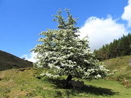 Attēlu rezultāti vaicājumam “Crataegus x macrocarpa”