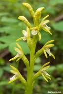 Attēlu rezultāti vaicājumam “Corallorhiza trifida fruit”