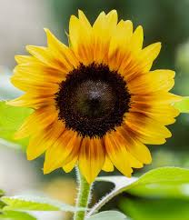Image result for Helianthus annuus