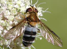 Attēlu rezultāti vaicājumam “Leucozona glaucia”