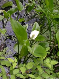 Attēlu rezultāti vaicājumam “Calla palustris flower”