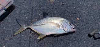 Image result for Caranx ignobilis