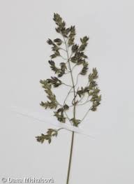 Attēlu rezultāti vaicājumam “Poa humilis”