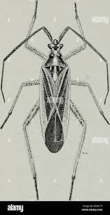 Attēlu rezultāti vaicājumam “Collaria sp.”