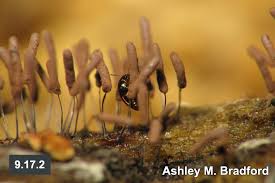 Attēlu rezultāti vaicājumam “Scaphisoma sp.”