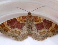 Attēlu rezultāti vaicājumam “Xanthorhoe spadicearia”