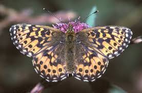 Attēlu rezultāti vaicājumam “Boloria titania”