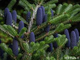 Attēlu rezultāti vaicājumam “Abies koreana”