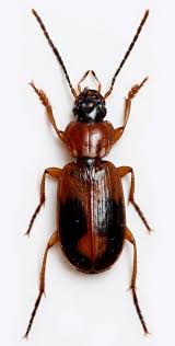 Attēlu rezultāti vaicājumam “Badister bullatus”