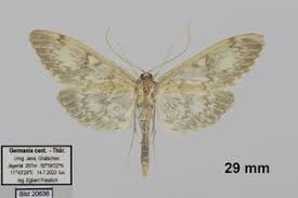 Attēlu rezultāti vaicājumam “Anania lancealis”