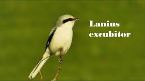 Attēlu rezultāti vaicājumam “Lanius excubitor adult”