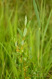 Attēlu rezultāti vaicājumam “Salix repens subsp. rosmarinifolia”