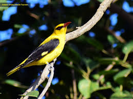 Attēlu rezultāti vaicājumam “Oriolus oriolus male”