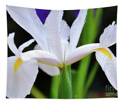 Attēlu rezultāti vaicājumam “Iridaceae”