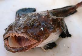 Image result for Lophius americanus