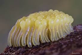 Attēlu rezultāti vaicājumam “Stemonitis lignicola macro”