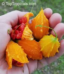 Attēlu rezultāti vaicājumam “Carlina biebersteinii fruit”