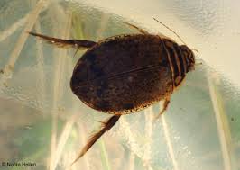 Attēlu rezultāti vaicājumam “Acilius sulcatus”