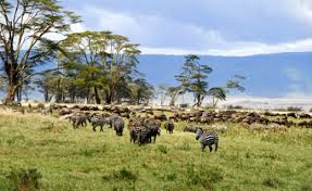 Africa Safaris
