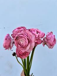 Attēlu rezultāti vaicājumam “Ranunculus brunnescens”