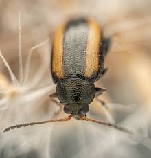 Attēlu rezultāti vaicājumam “Phyllotreta sp.”