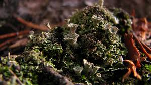 Attēlu rezultāti vaicājumam “Cladonia deformis”