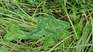 Attēlu rezultāti vaicājumam “Trifolium pratense leaf”