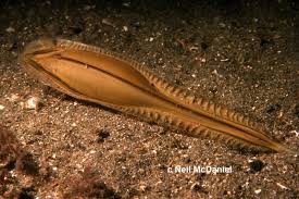 Image result for Hydrolagus colliei