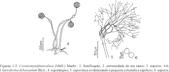 Attēlu rezultāti vaicājumam “Clastoderma debaryanum”