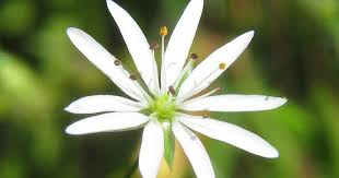 Attēlu rezultāti vaicājumam “Stellaria graminea”