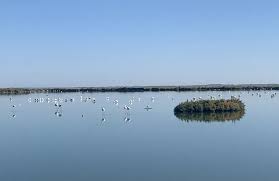 Image result for parque natural de camargue