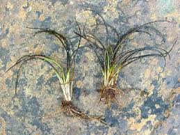 Attēlu rezultāti vaicājumam “Isoetes lacustris leaf”