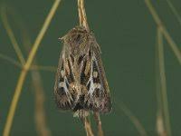 Attēlu rezultāti vaicājumam “Cerapteryx graminis”