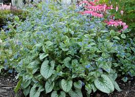 Image result for Brunnera `Jack Frost`