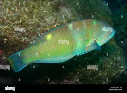 Image result for Halichoeres radiatus