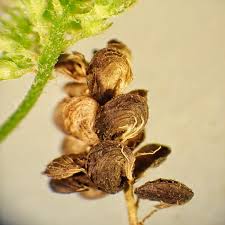 Attēlu rezultāti vaicājumam “Medicago lupulina bud”