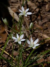 Attēlu rezultāti vaicājumam “Ornithogalum umbellatum”