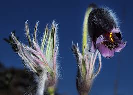 Attēlu rezultāti vaicājumam “Pulsatilla pratensis bud”