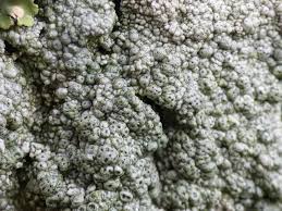 Attēlu rezultāti vaicājumam “Pertusaria pertusa”