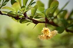 Attēlu rezultāti vaicājumam “Berberis thunbergii flower”