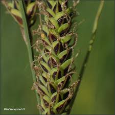 Attēlu rezultāti vaicājumam “Carex hartmanii”