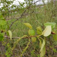 Attēlu rezultāti vaicājumam “Populus x jackii flower”