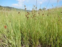 Attēlu rezultāti vaicājumam “Juncus conglomeratus fruit”