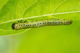 Attēlu rezultāti vaicājumam “Abraxas sylvata larva”