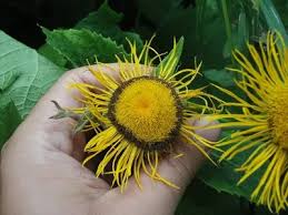 Attēlu rezultāti vaicājumam “Telekia speciosa leaf”