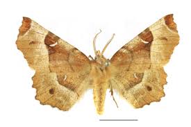 Attēlu rezultāti vaicājumam “Selenia tetralunaria”