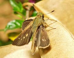 Attēlu rezultāti vaicājumam “Hesperiidae”